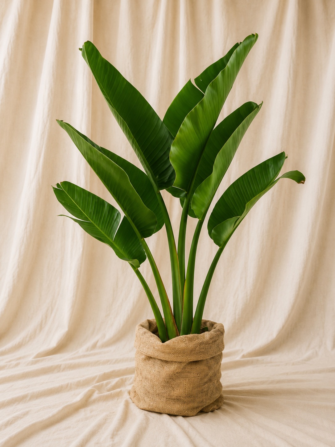 platanero
