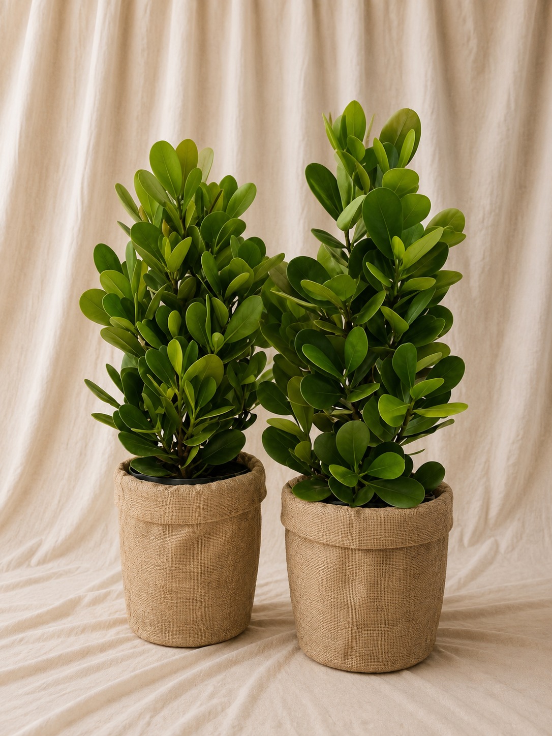 ficus-copley